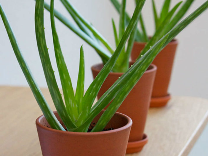 Succulent Herbs: Aloe vera