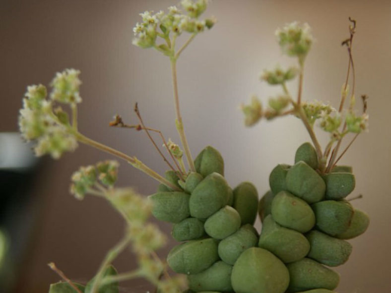 Crassula elegans (Elegant Crassula)