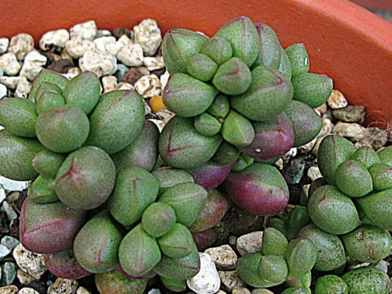 Crassula elegans (Elegant Crassula)