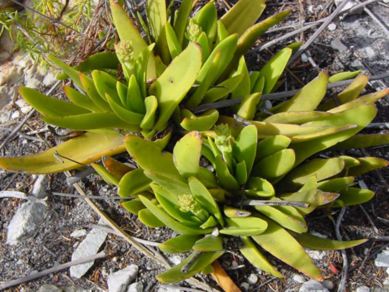 Crassula nudicaulis (Naked-stalked Crassula)