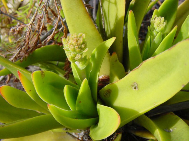 Crassula nudicaulis (Naked-stalked Crassula)