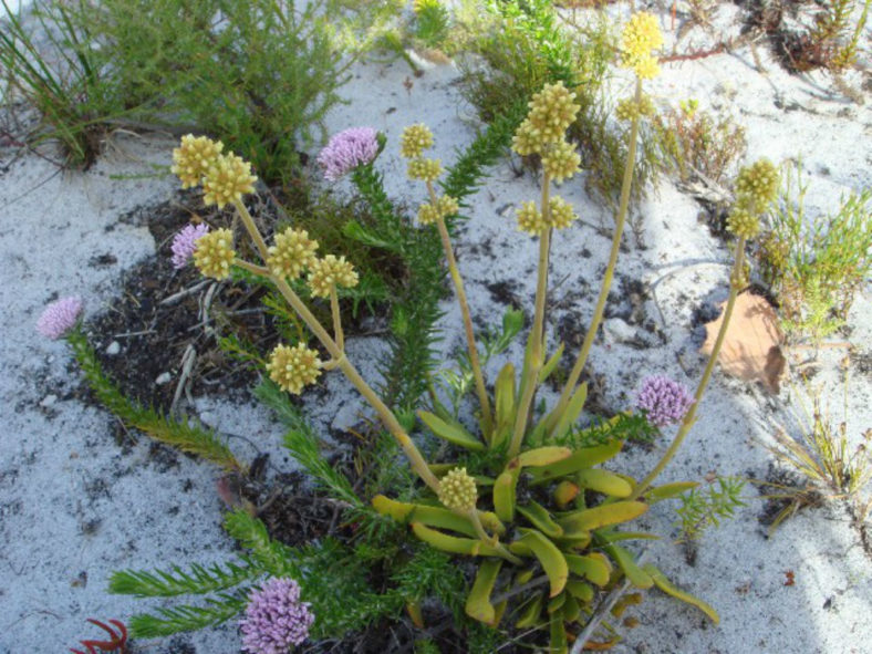 Crassula nudicaulis (Naked-stalked Crassula)