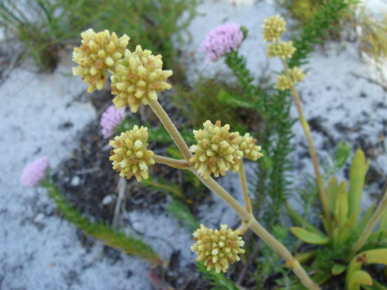 Crassula nudicaulis (Naked-stalked Crassula)