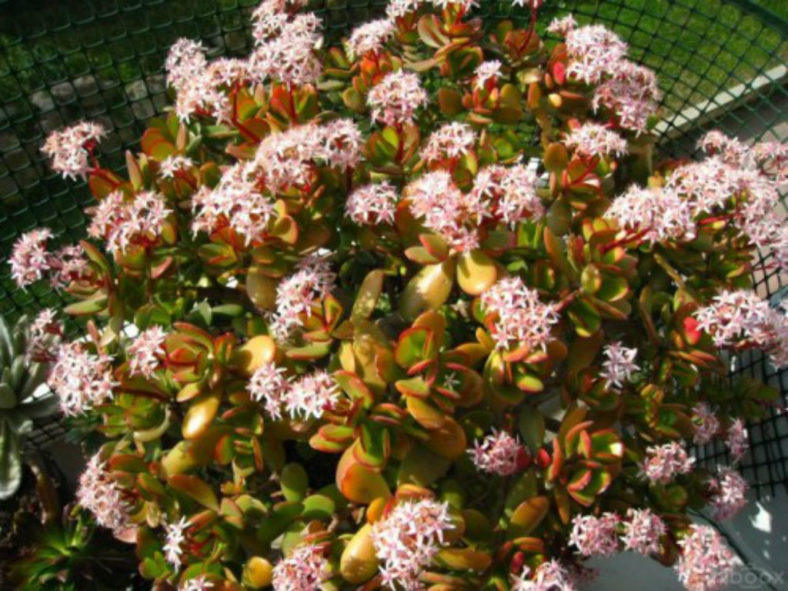 Crassula ovata 'Pink Beauty' (Pink Jade Plant)