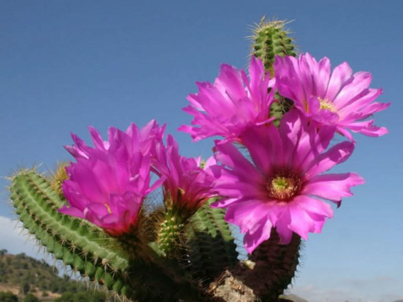 Echinocereus viereckii