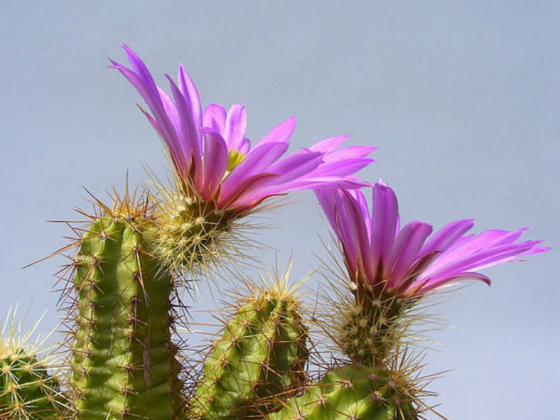 Echinocereus viereckii