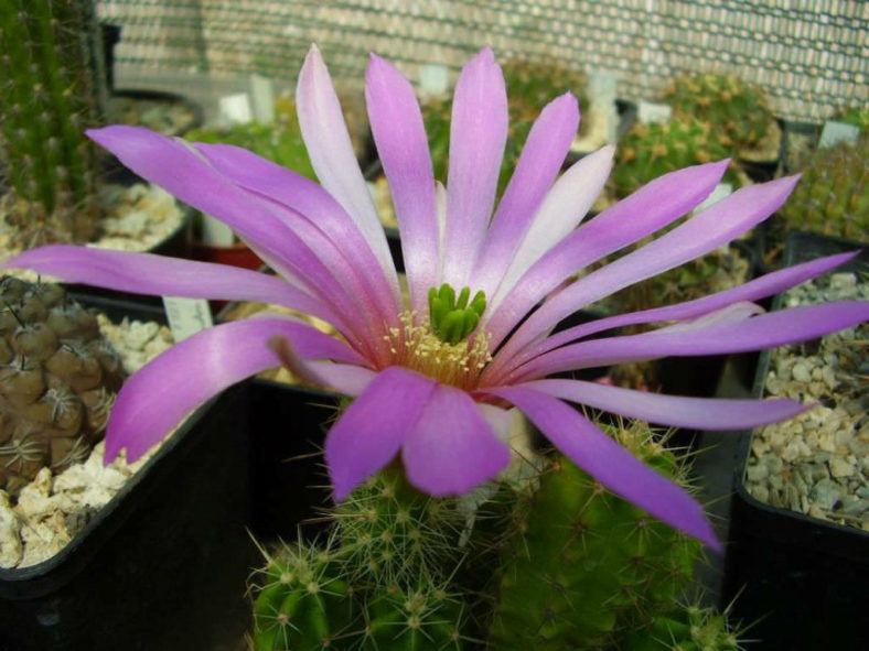 Echinocereus viereckii