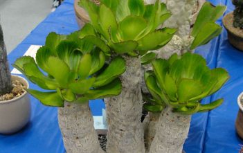 Euphorbia unispina (Candle Plant) Euphorbia unispina (Candle Plant)