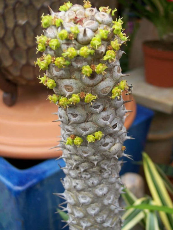 Euphorbia unispina (Candle Plant)