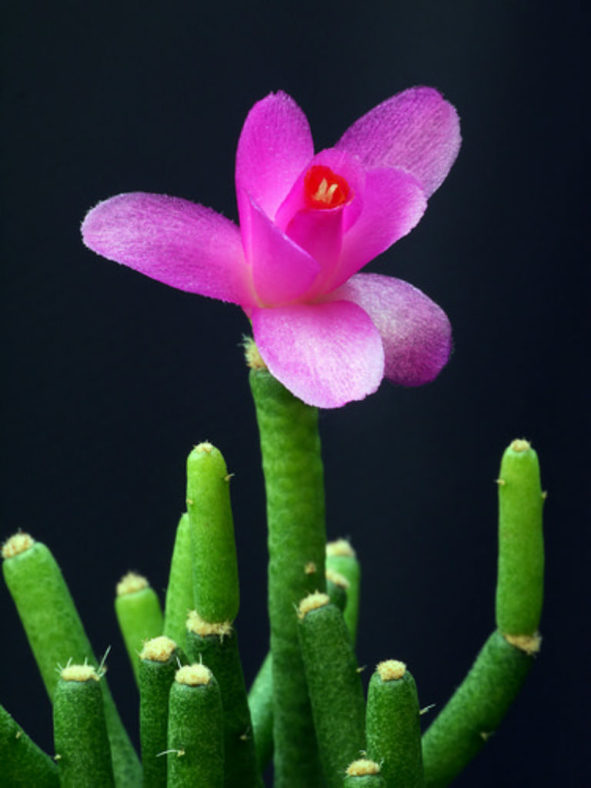 Hatiora herminiae