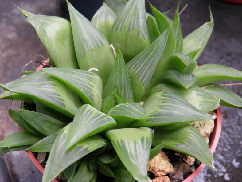 Haworthia turgida