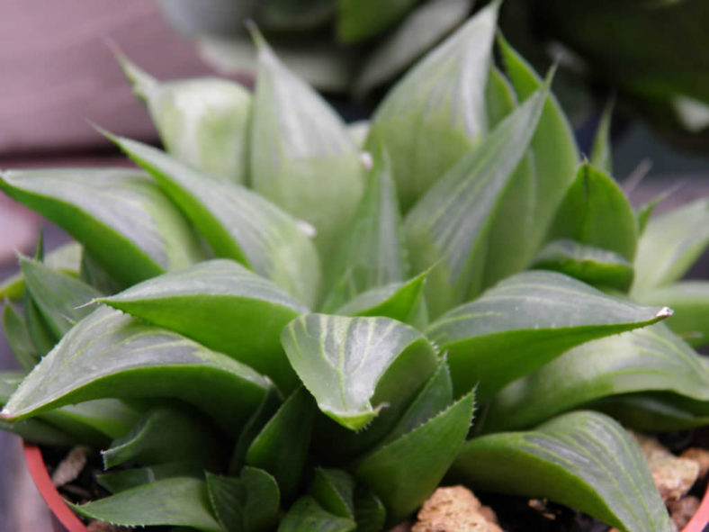 Haworthia turgida