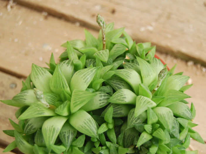 Haworthia turgida