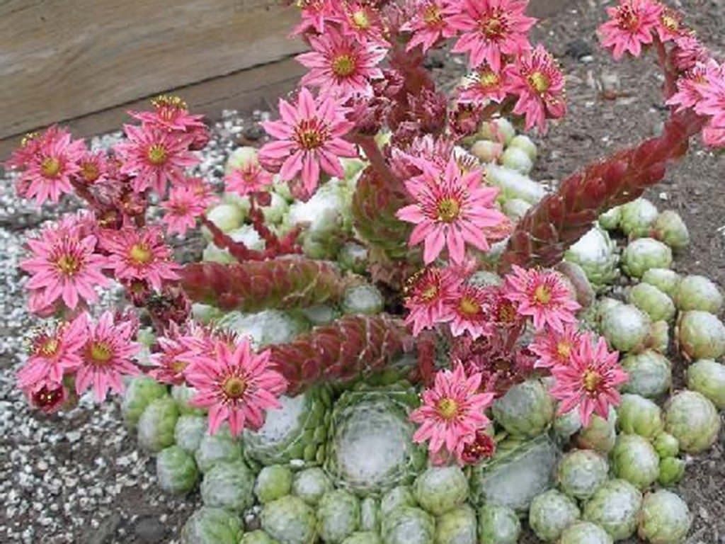 Do Hens And Chicks Die After Blooming