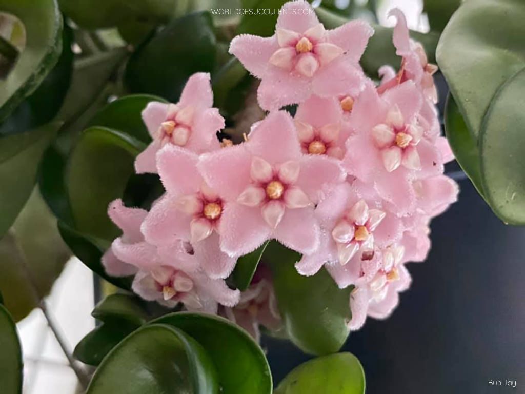 Hoya carnosa 'Compacta' (Hindu Rope Plant) - World of Succulents