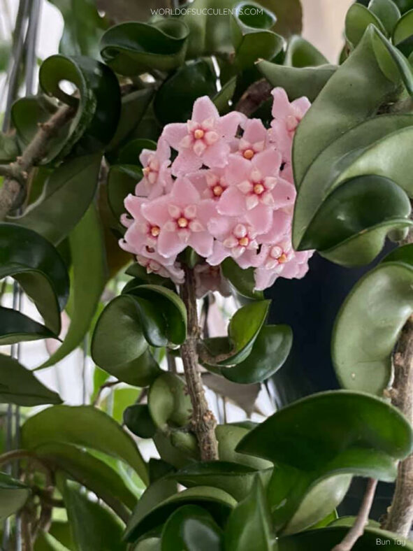 thumbnail image 2 of Hoya Carnosa Compacta 'Krinkle Kurl' Hindu Rope Plant - Bare Root, 6+ Inches, Easy Care 2 of 5
