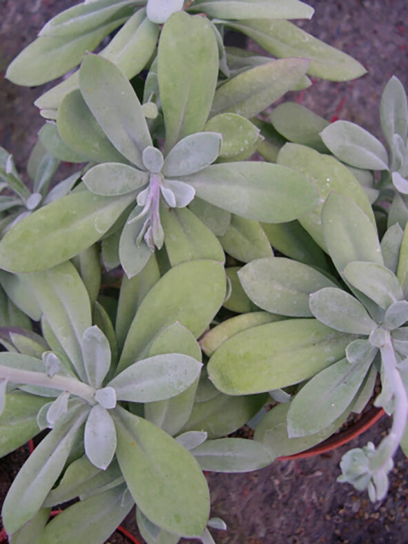 Kleinia fulgens (Coral Ragwort) aka Senecio fulgens