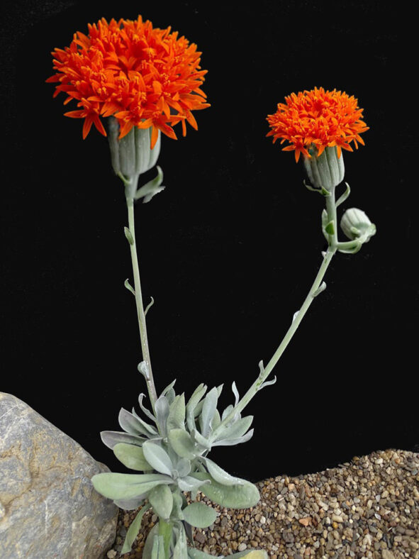 Kleinia fulgens (Coral Ragwort) aka Senecio fulgens