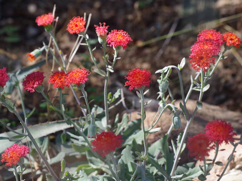 Kleinia fulgens (Coral Ragwort) aka Senecio fulgens