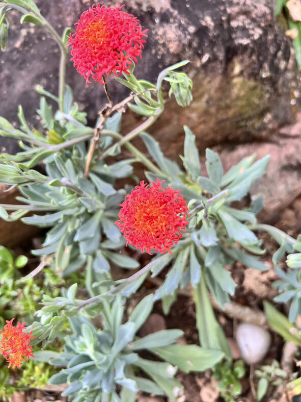 Kleinia fulgens (Coral Ragwort) aka Senecio fulgens