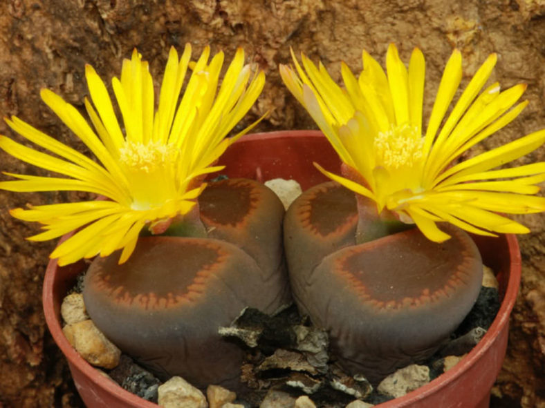 Lithops aucampiae (Living Stones)