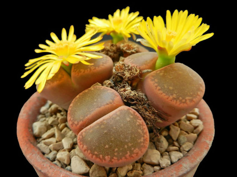 Lithops aucampiae (Living Stones)