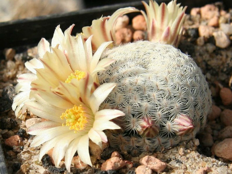 Mammillaria solisioides (Pitayita)