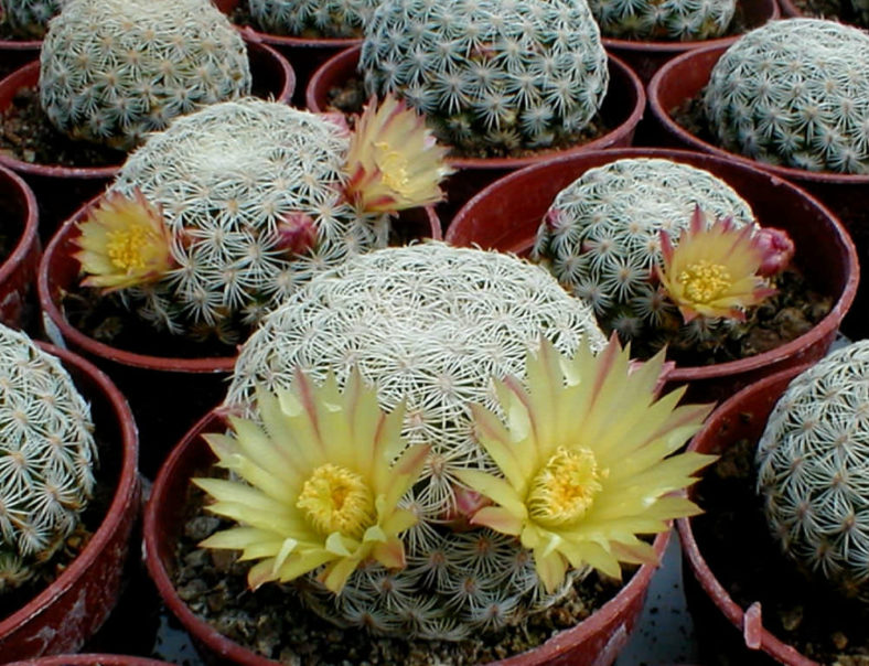 Mammillaria solisioides (Pitayita)