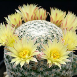 Mammillaria solisioides (Pitayita)