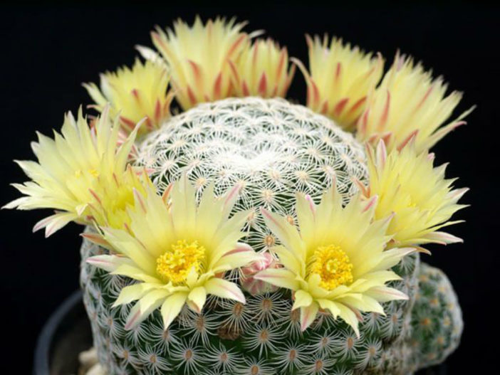 Mammillaria solisioides (Pitayita)