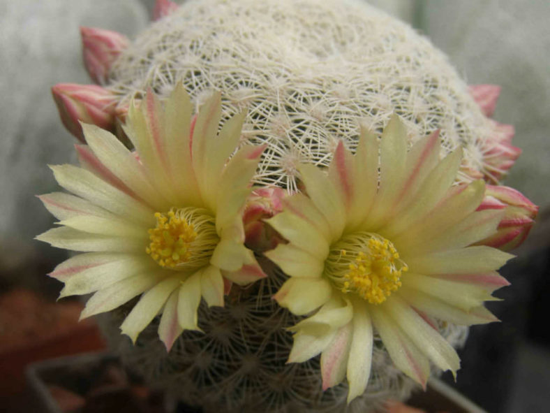 Mammillaria solisioides (Pitayita)