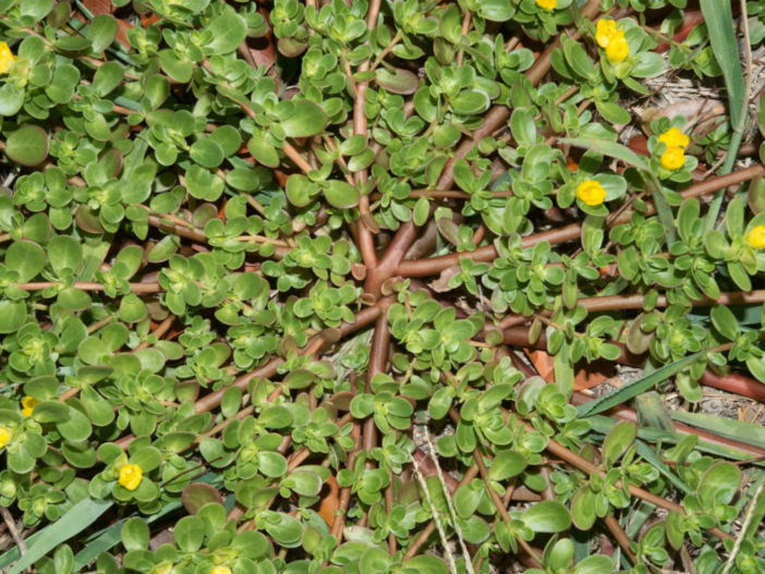 Succulent Herbs: Portulaca oleracea