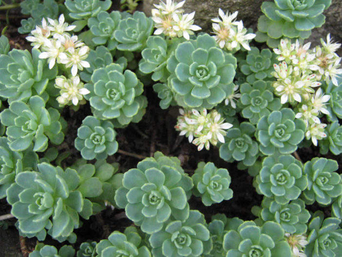 Rhodiola pachyclados (Gray Stonecrop) aka Sedum pachyclados