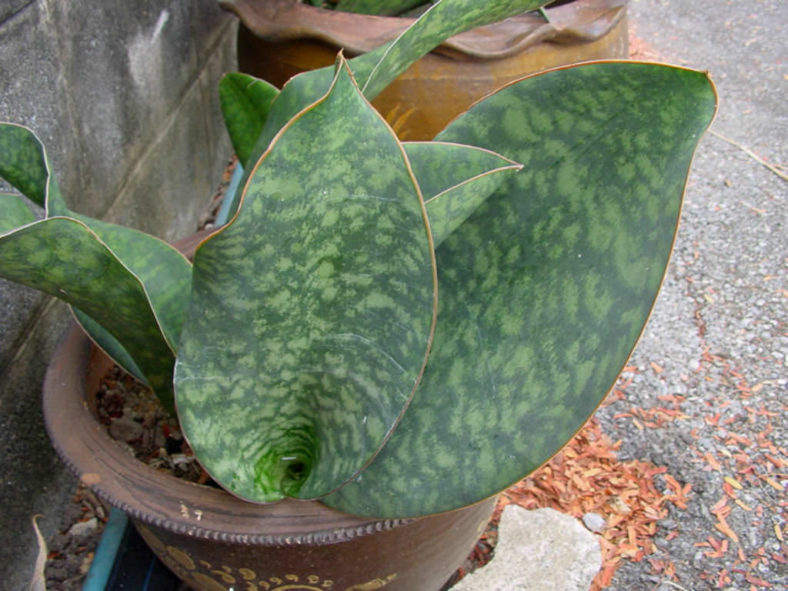 Sansevieria masoniana (Mason's Congo)