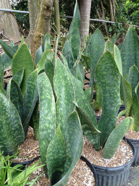 Sansevieria masoniana (Mason's Congo)