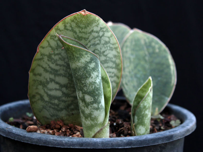 Sansevieria masoniana (Mason's Congo)