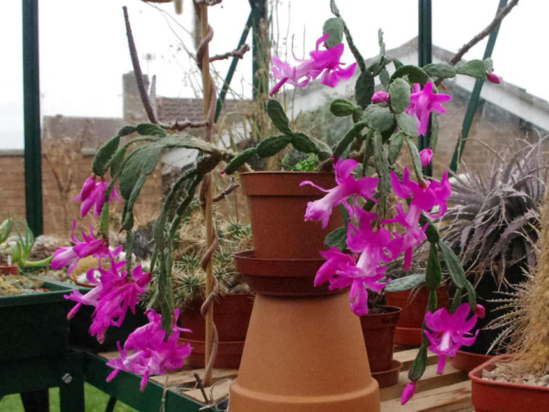 Schlumbergera opuntioides