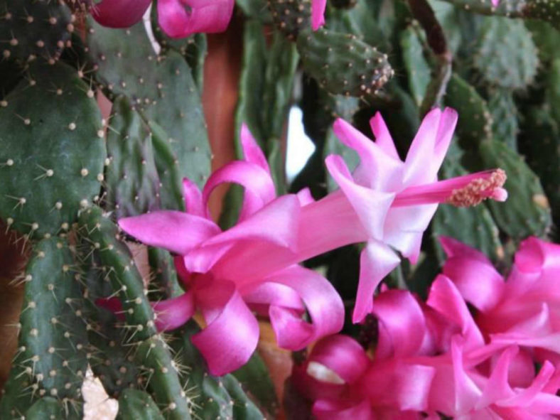 Schlumbergera opuntioides