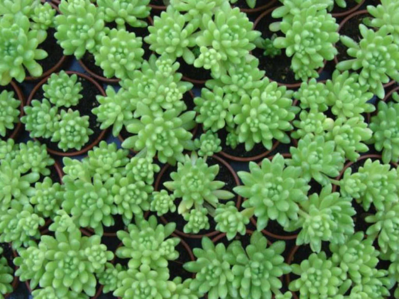 Sedum hirsutum (Hairy Stonecrop)