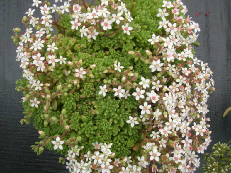 Sedum hirsutum (Hairy Stonecrop)