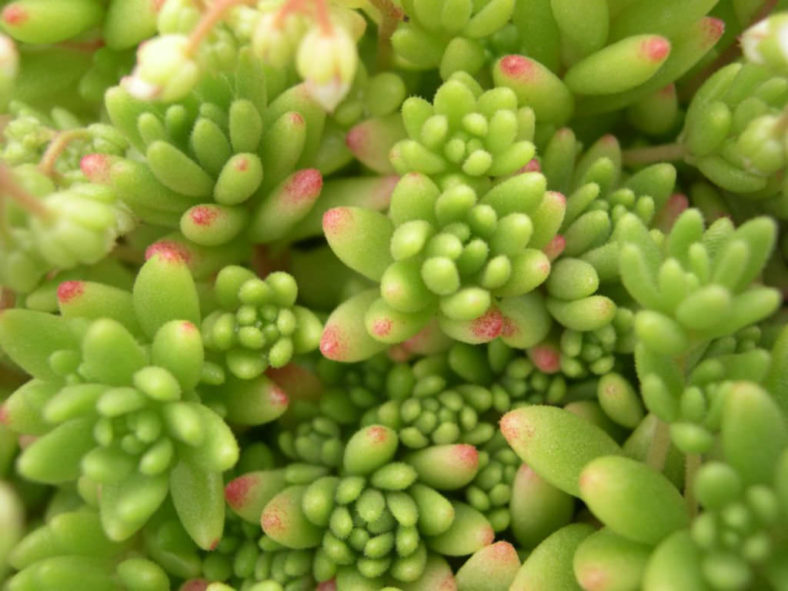 Sedum hirsutum (Hairy Stonecrop)