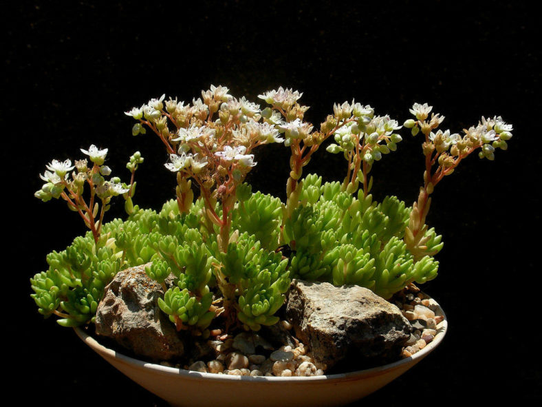 Sedum hirsutum (Hairy Stonecrop)