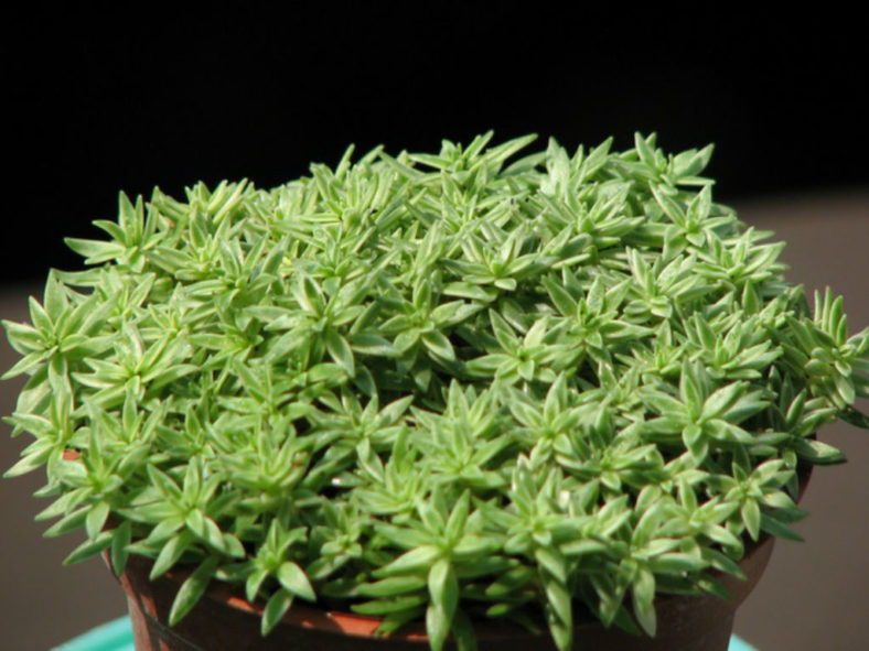 Sedum lineare (Needle Stonecrop)