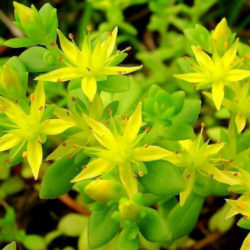 Sedum lineare (Needle Stonecrop) - World of Succulents