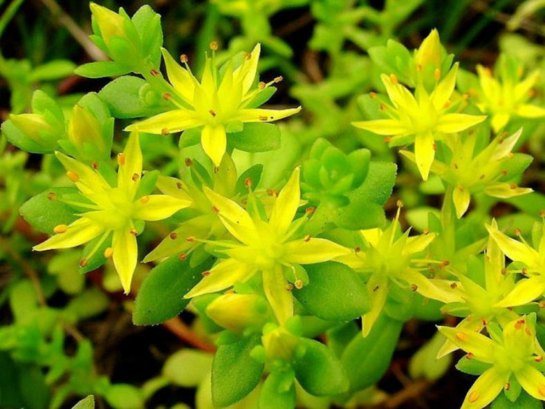 Sedum lineare (Needle Stonecrop)