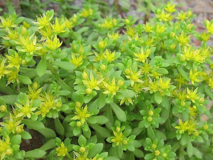 Sedum lineare (Needle Stonecrop)