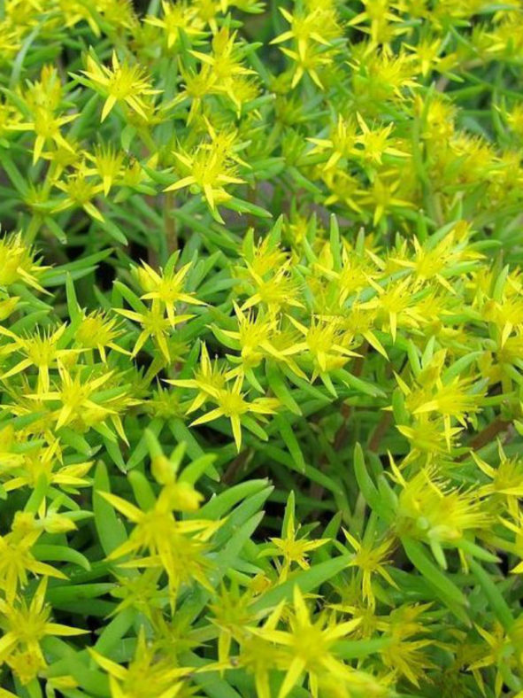 Sedum lineare (Needle Stonecrop)