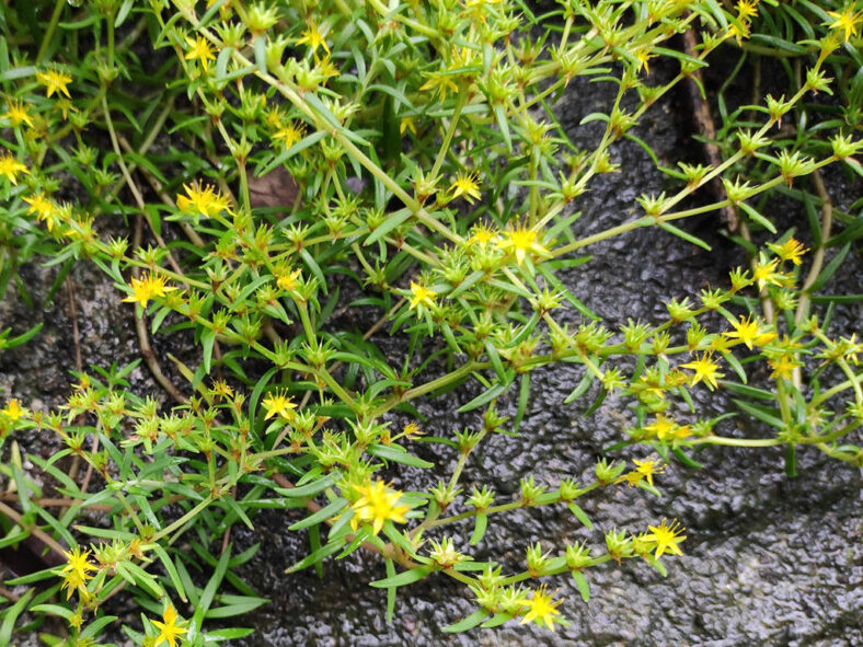 Sedum lineare (Needle Stonecrop)