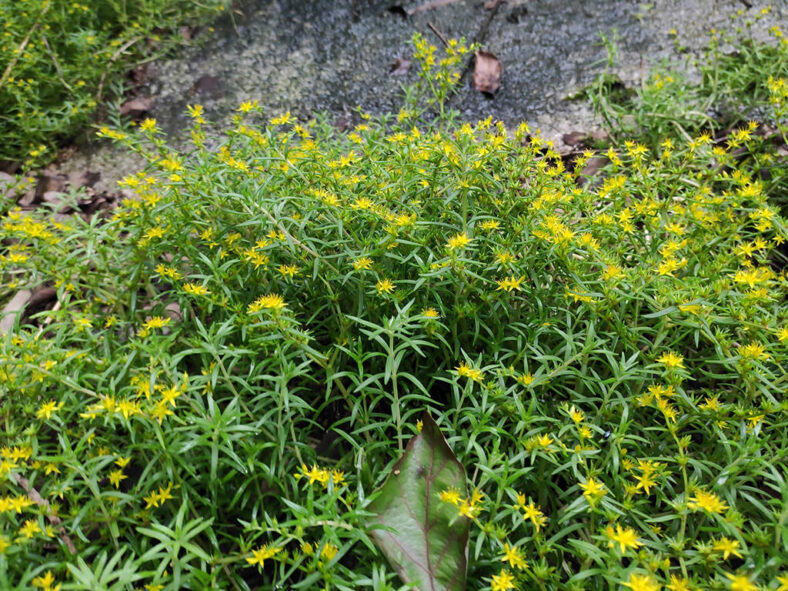 Sedum lineare (Needle Stonecrop)