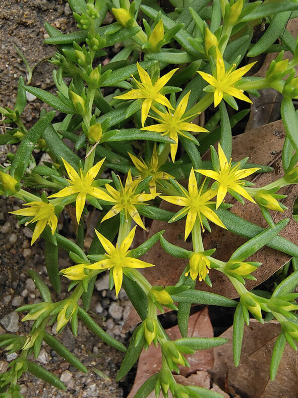 Sedum lineare (Needle Stonecrop)